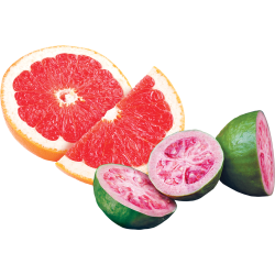 Guava Grapefruit Sorbet